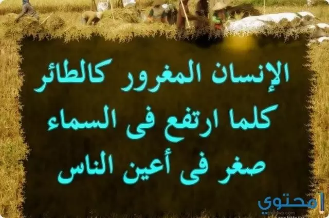 صور عن الغرور