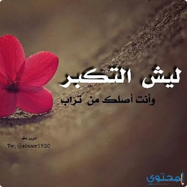 صور عن الغرور