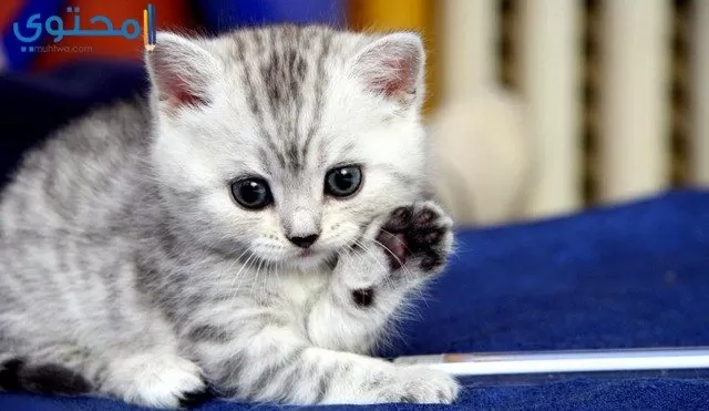 صور قطط صغيرة جميلة