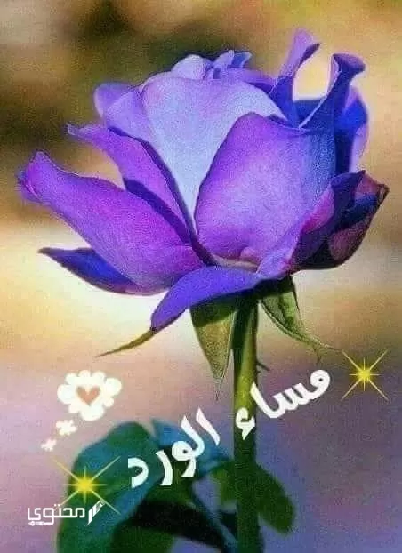 صور مساء الفل والخير جديدة 2024