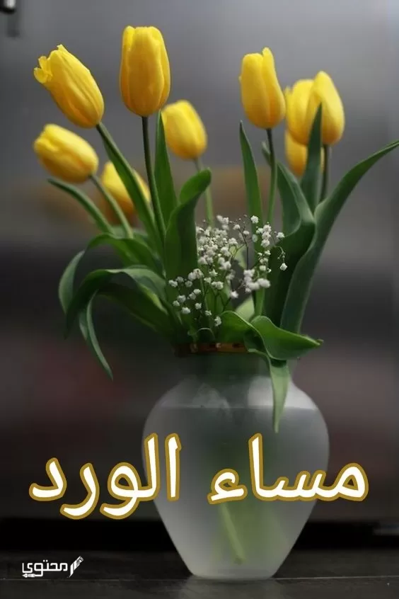 صور مساء الفل والخير جديدة 2024