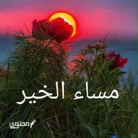 صور مساء الفل والخير جديدة 2024