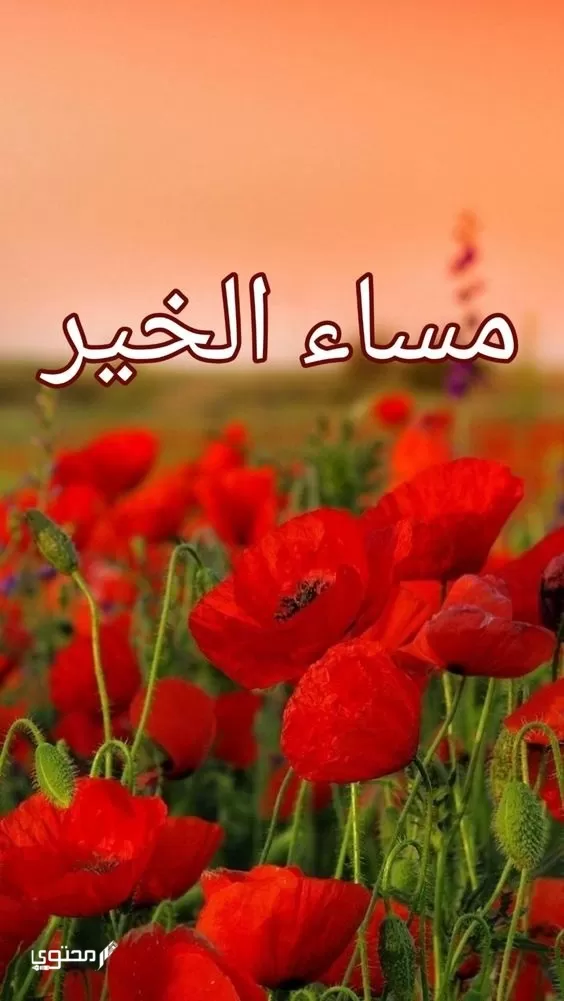 صور مساء الفل والخير جديدة 2024