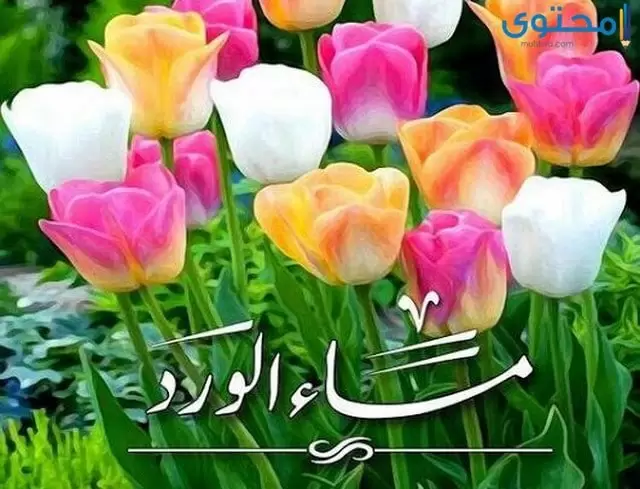 صور مساء الورد