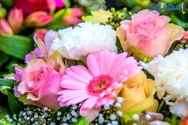 صور جميلة جديدة 