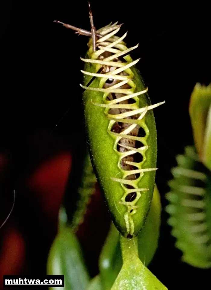 صور نباتات مفترسة