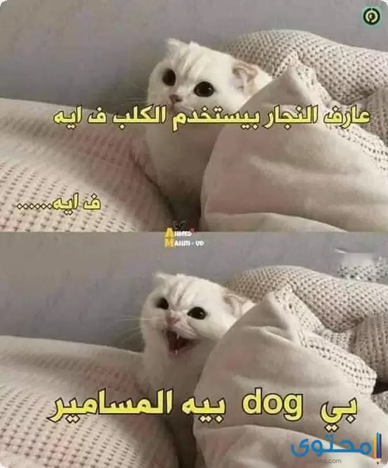 صور نكت مضحكة