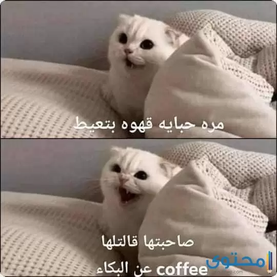 صور نكت مضحكة