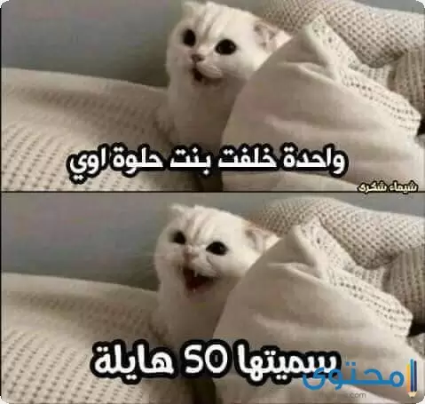 صور نكت مضحكة