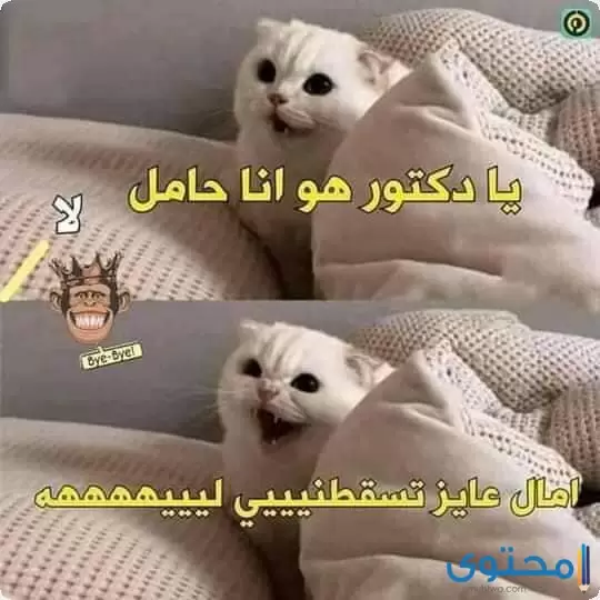 صور نكت مضحكة