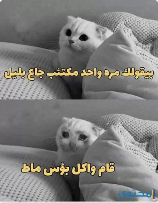 صور نكت مضحكة