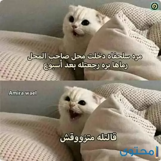 صور نكت مضحكة