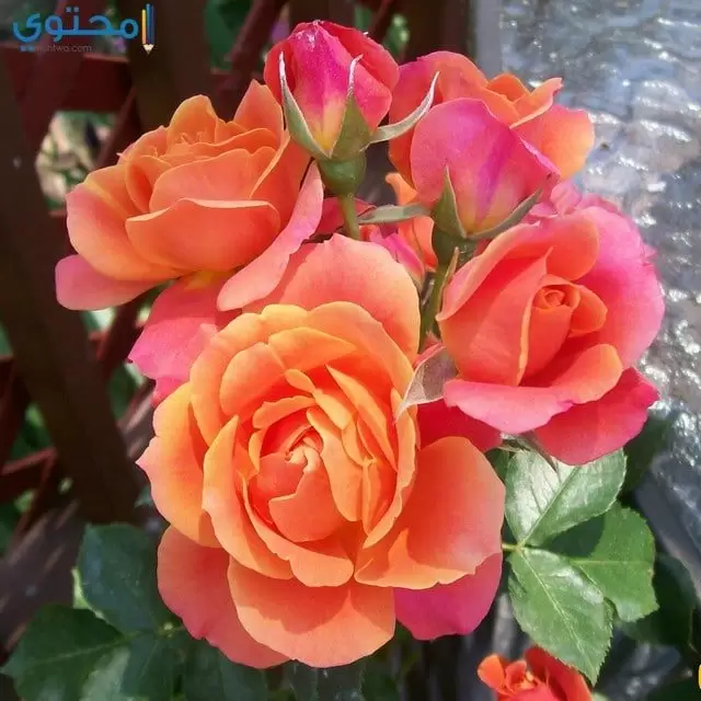 زهور وورود فيس بوك