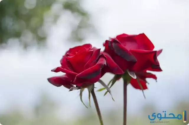 Romantic roses 2023