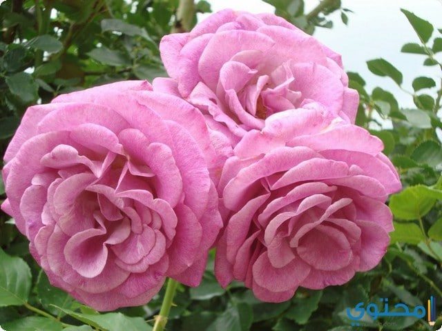 Romantic roses 2022