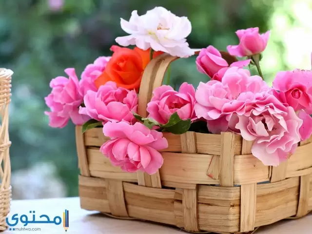 صور ورود طبيعية 2024 اجمل باقات ورد في العالم