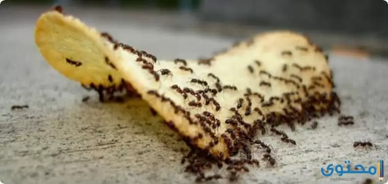 أسباب ظهور النمل في المنزل