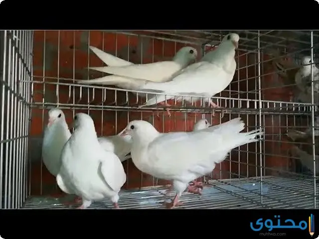 طريقة تربية الحمام اللاحم 