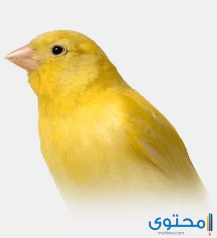 طريقة تربية الكناري للمبتدئين