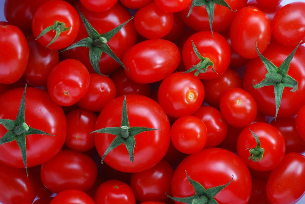 فوائد وأضرار الطماطم