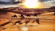 عدد قبيلة الشرارات وشجرة العائلة