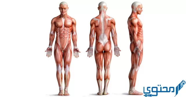 عضلات تمتاز بأنها غير مخططة هي العضلات الجواب