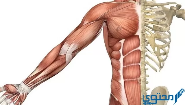 عضلات تمتاز بأنها غير مخططة هي العضلات الجواب؟