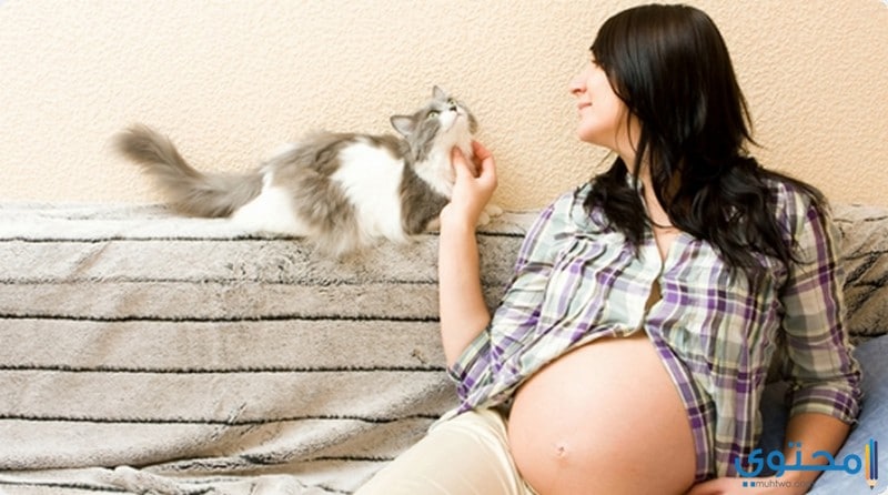 جرثومة الحمل (مرض القطط) وتأثيرها على الجنين