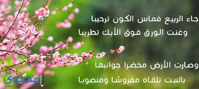 اجمل 50 كلمات عن عيد الربيع 2023 اجمل عبارات شم النسيم