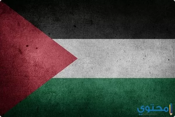 كلمة عن غزة