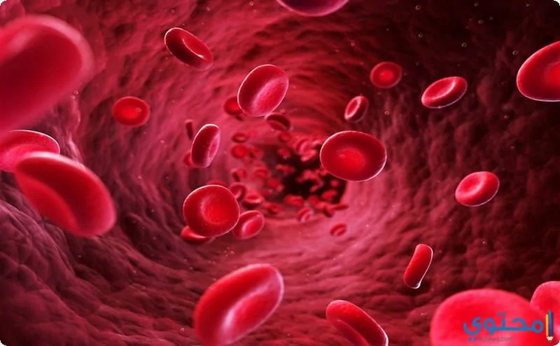 طرق علاج فقر الدم وأشهر أنواع الأنيميا