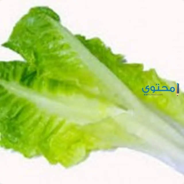 الخس للحامل1