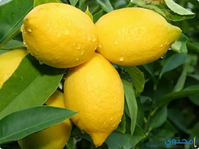 فوائد أخري الليمون