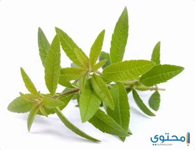 فوائد المليسه الطبية