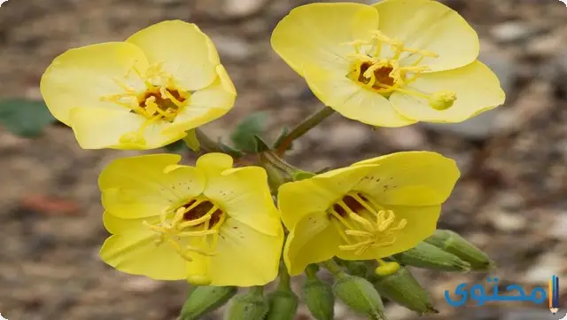 فوائد حبوب زهرة الربيع المسائية للحمل
