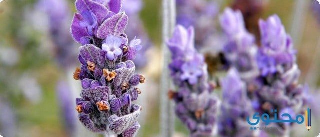 Gezondheidsvoordelen van lavendel