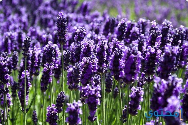 Voordelen van lavendelplant