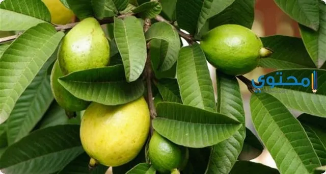 فوائد ورق الجوافة1