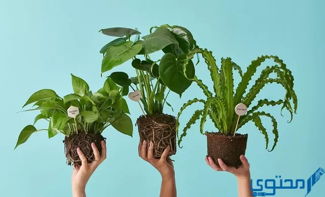 في دورة حياة النباتات البذرية يتم التكاثر بواسطة