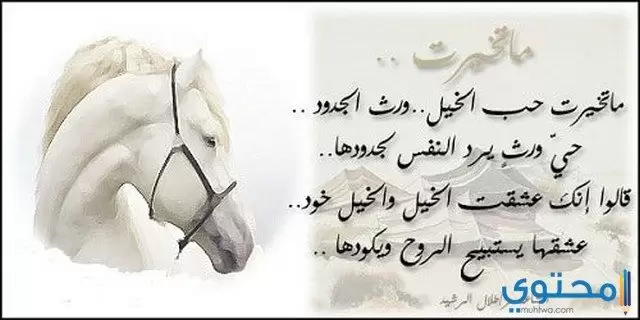 عبارات عن الخيل