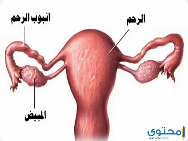 أقراص 2