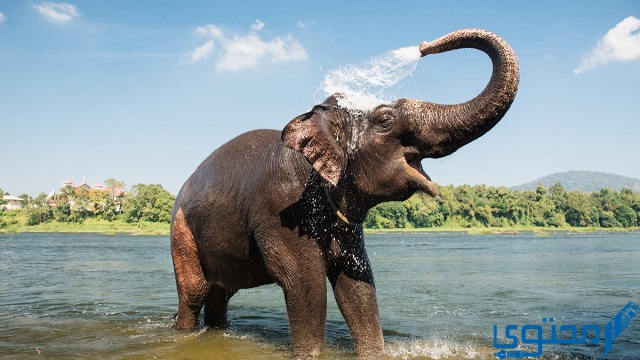 كم سنة تعيش الفيلة؟