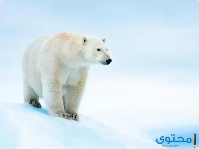 كيف يتكيف الدب القطبي 
