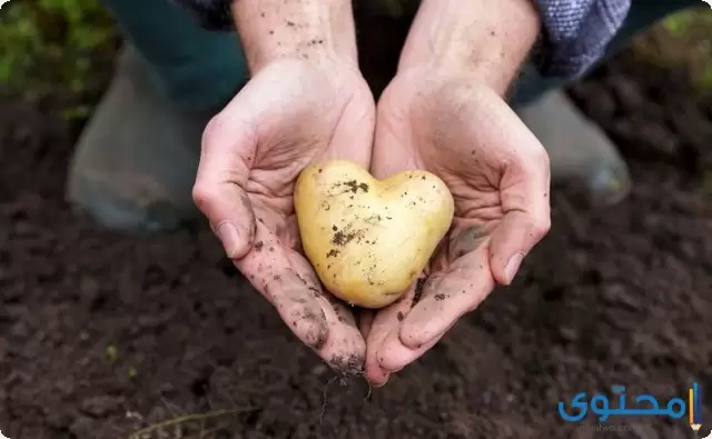بالصور كيفية زراعة البطاطس في المنزل