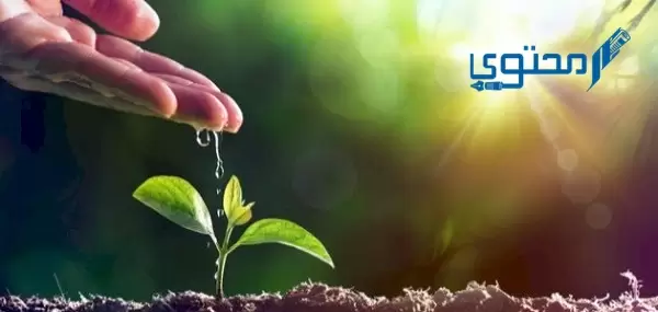 أي الممالك التالية يصنع جميع أفرادها غذائه بنفسه