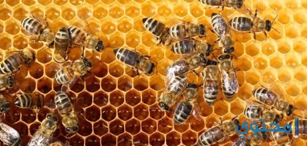 تفسير رؤيه النحل في المنام دلالة على قدوم الخير