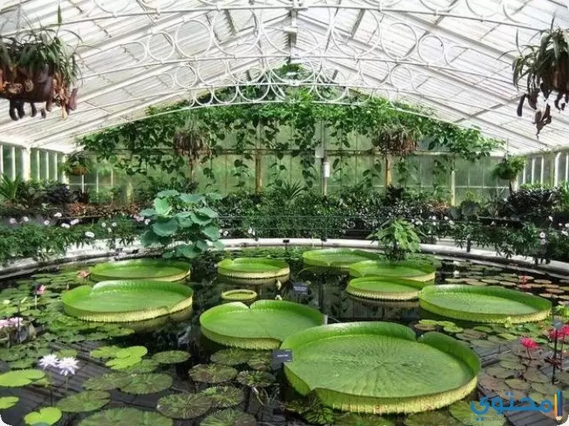 الحدائق النباتية الملكية في كيو