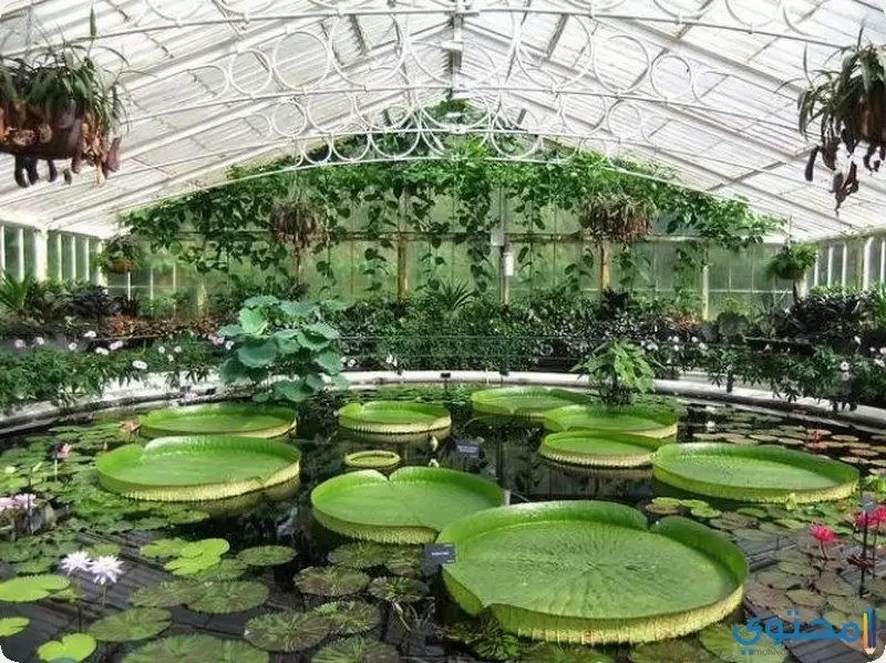 Xardíns Botánicos Reais, Kew