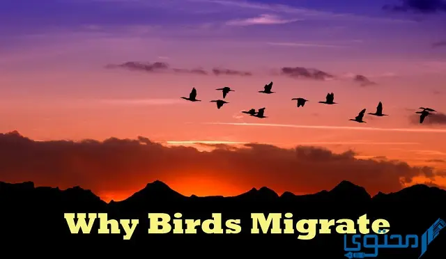 لماذا تهاجر الطيور؟