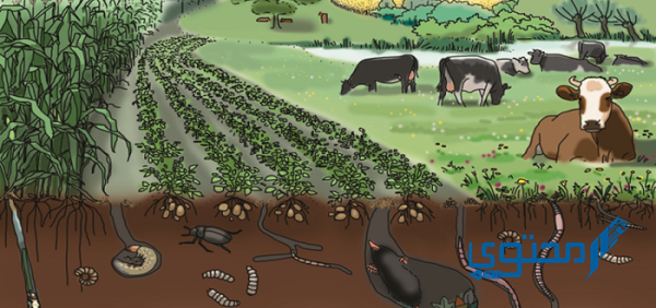 ما أهمية الحيوانات للتربة؟ وما هي مكونات التربة